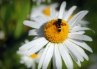 Nikon Bees 150615 (23).JPG